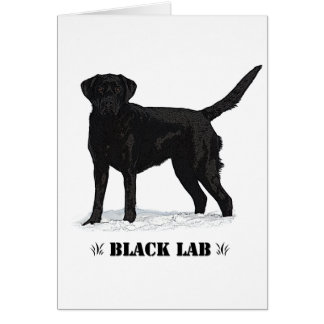 Black Lab