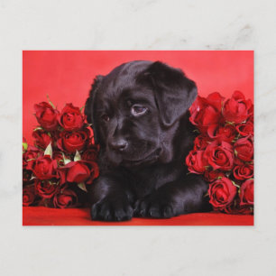 Black Lab and roses Postcard