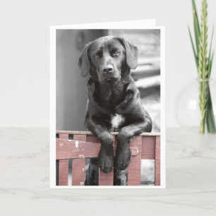 Black Lab at the Red Gate Greeting Card