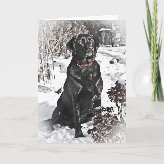 Black Lab, Blank Card (Front)