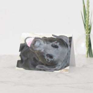 Black Lab Card