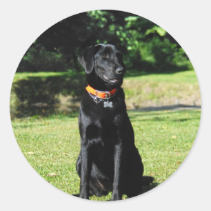 Black Lab Classic Round Sticker