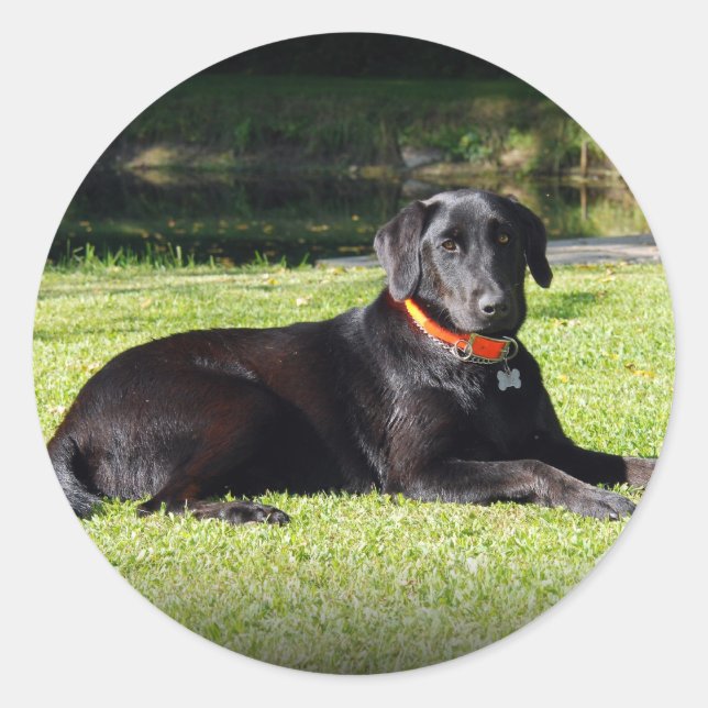 Black Lab Classic Round Sticker (Front)
