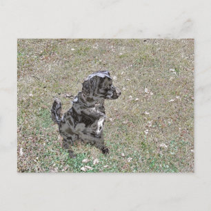 Black Lab Dog Watches Postcard