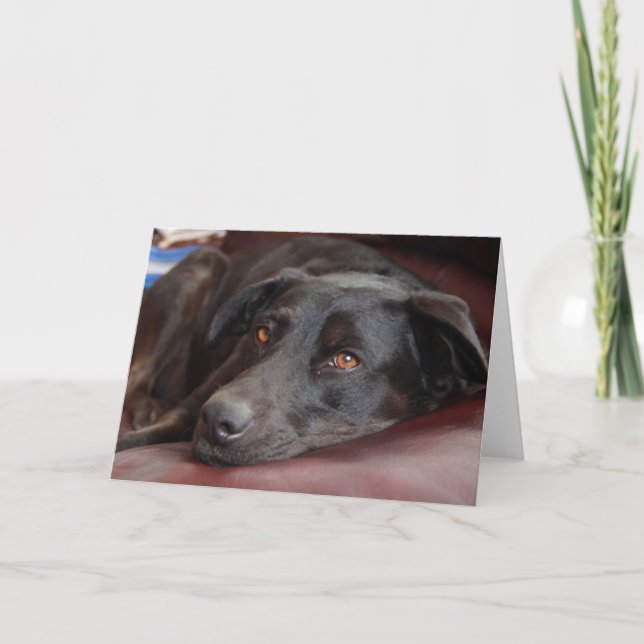 Black Lab Greeting Card (Front)
