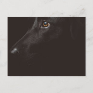 black lab holiday postcard