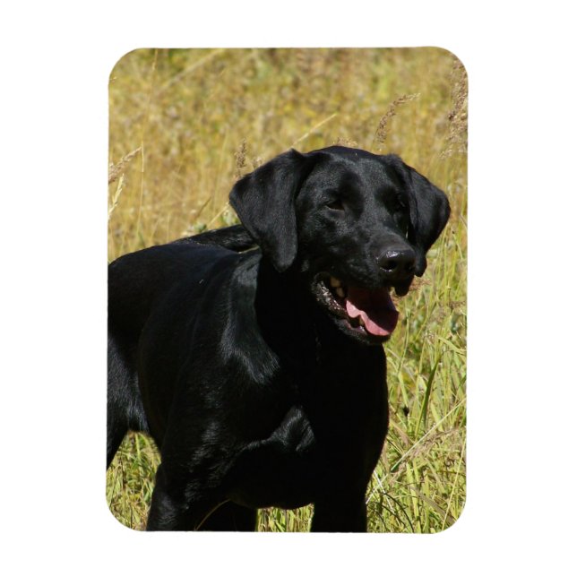 Black Lab in Field Flexible Magnet (Vertical)