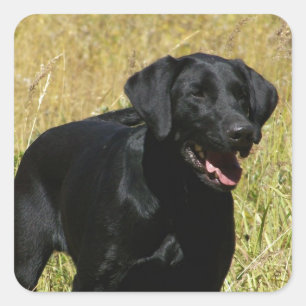Black Lab in Field  Stickers