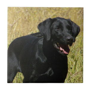 Black Lab in Field Tile