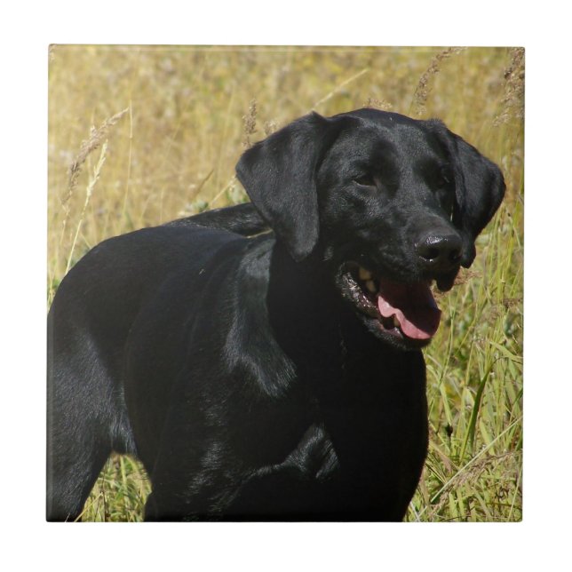 Black Lab in Field Tile (Front)
