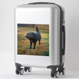Black Lab In The Fall Sun Custom-Cut Vinyl Sticker