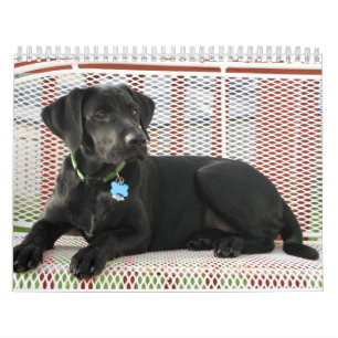 Black Lab labrador retriever calendar