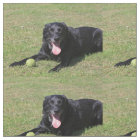 black lab laying.png