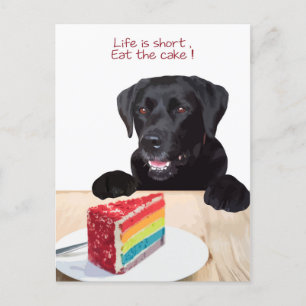 Labrador eating cake best sale