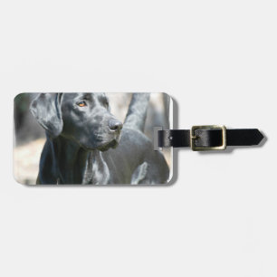 Black Lab  Luggage Tag