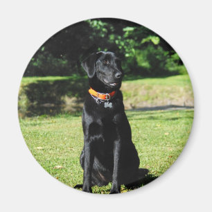 Black Lab Magnet