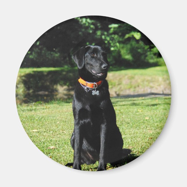 Black Lab Magnet (Front)