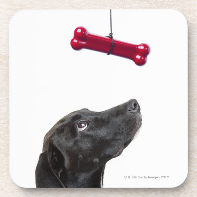 Black lab mixed dog with red dog bone coaster (Front)