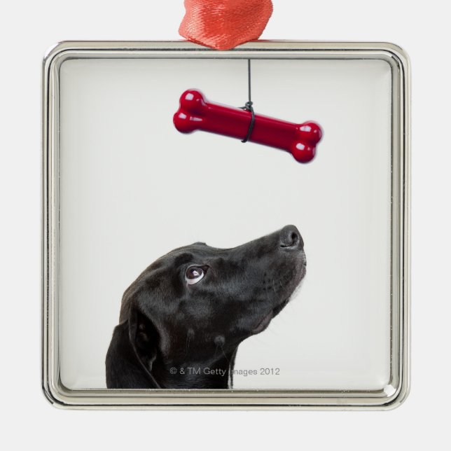 Black lab mixed dog with red dog bone metal tree decoration (Front)