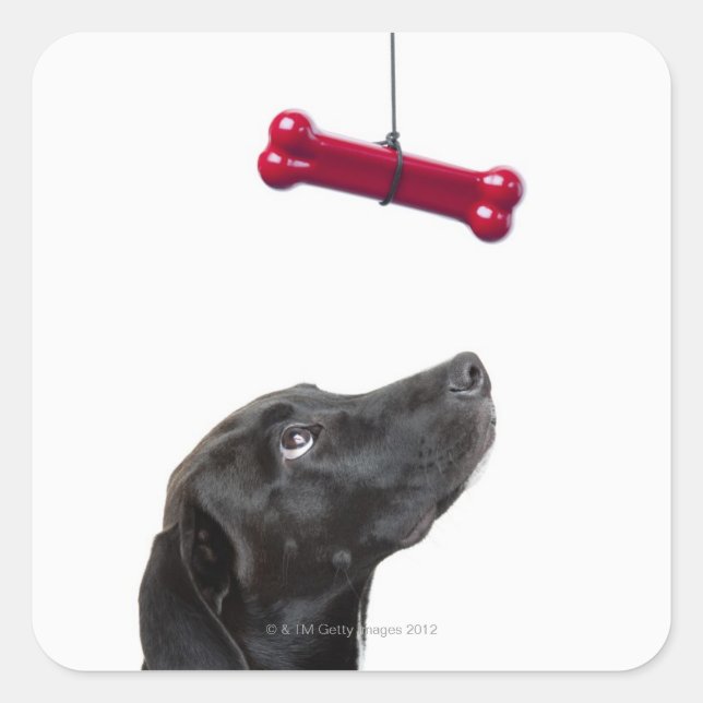 Black lab mixed dog with red dog bone square sticker (Front)