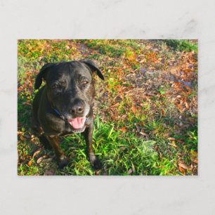 Black Lab on Left Grass on right picture Postcard