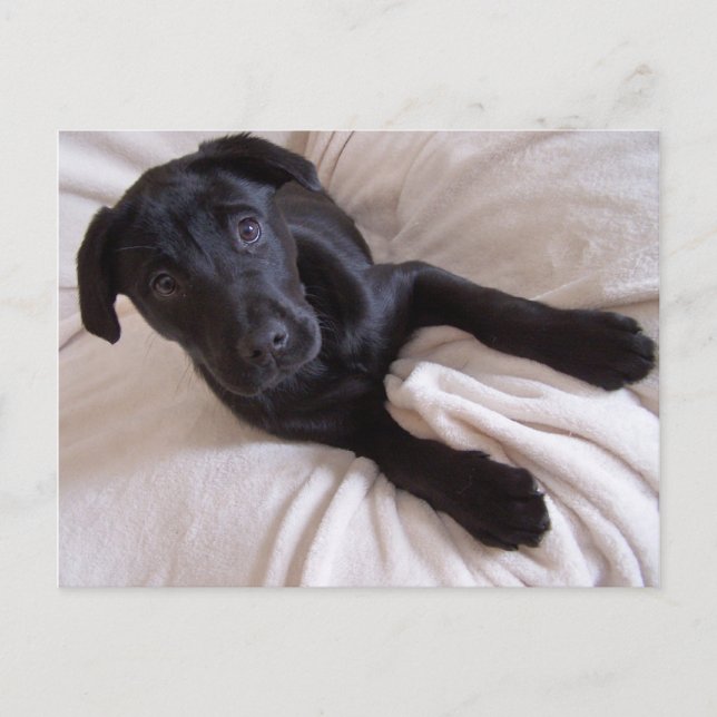 Black Lab Postcard (Front)