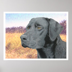 Black Lab Poster