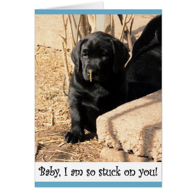 Black lab puppy (Front)