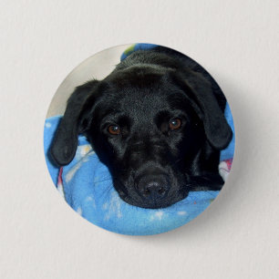 Black Lab Puppy 6 Cm Round Badge