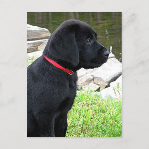 Black Lab Puppy Cute Dog- Labrador Retriever Puppy Postcard