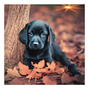 Black Lab Puppy Photo Enlargement Print