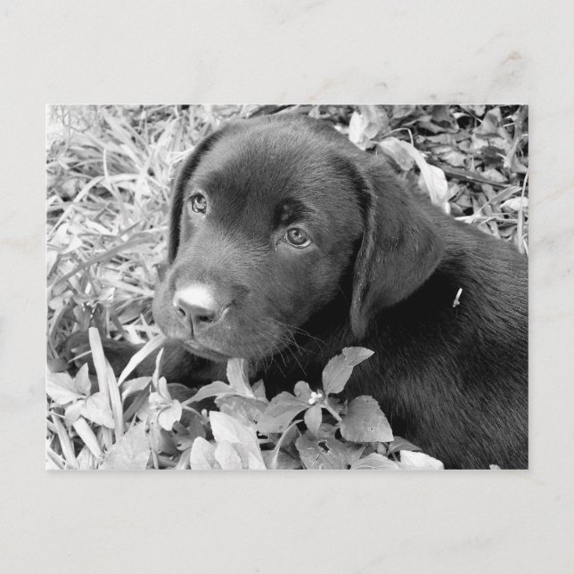 Black lab puppy postcard (Front)