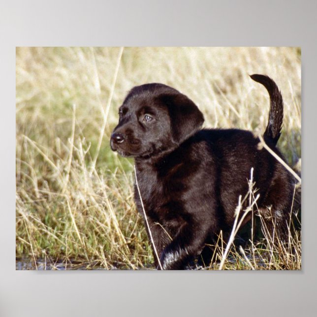 Black Lab Puppy Poster (Front)