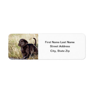 Black Lab Puppy Return Address Label