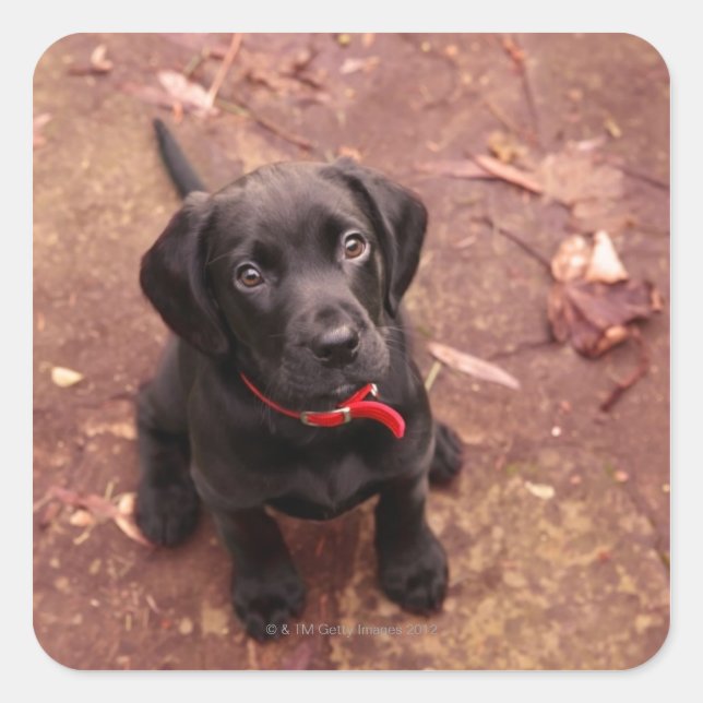 Black Lab Puppy Square Sticker (Front)