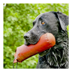 black lab retrieving poster