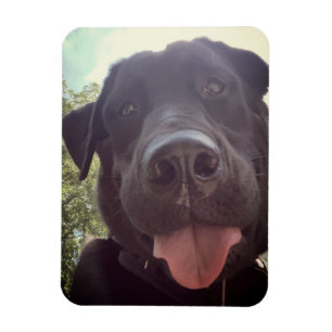 Black Lab Selfie Dog Photo Magnet