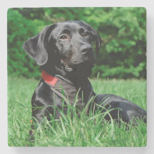Black Lab Stone Coaster