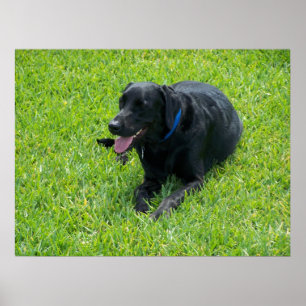 Black Lab-- Taking A Break Poster