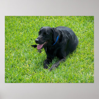 Black Lab-- Taking A Break Poster