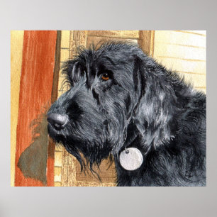 Black Labradoodle #1 Print