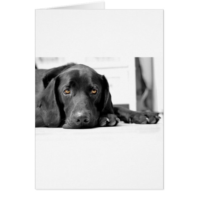 Black Labrador (Front)