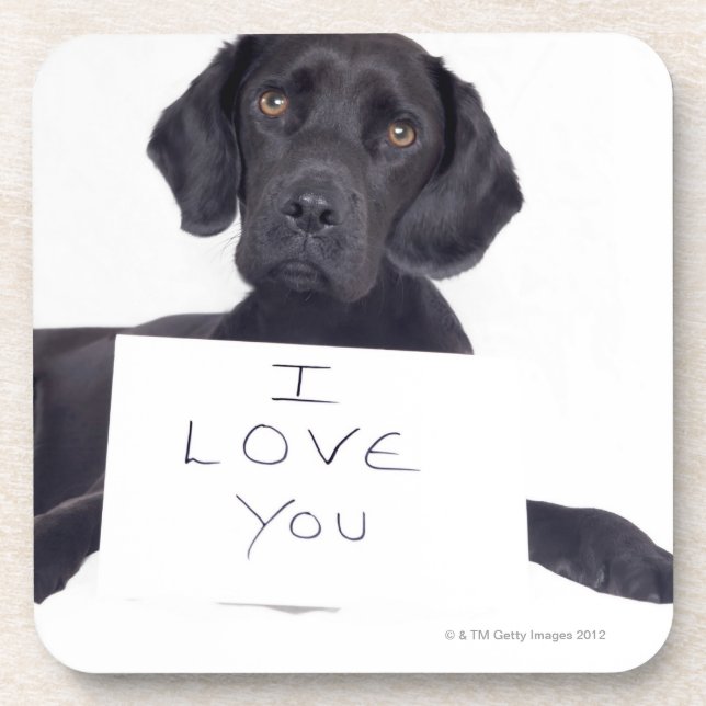 Black Labrador 13 Months Coaster (Front)