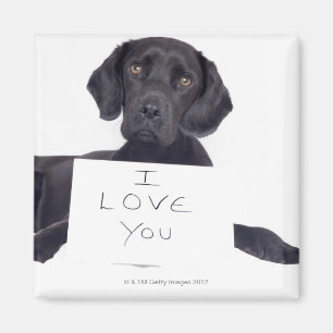 Black Labrador 13 Months Magnet