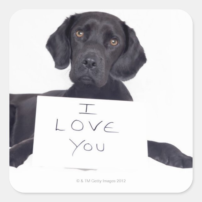 Black Labrador 13 Months Square Sticker (Front)