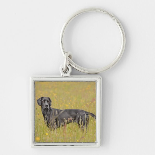 Black labrador 16 Months 2 Key Ring (Front)