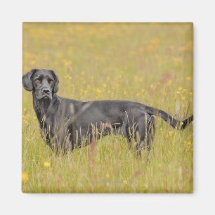 Black labrador 16 Months 2 Magnet