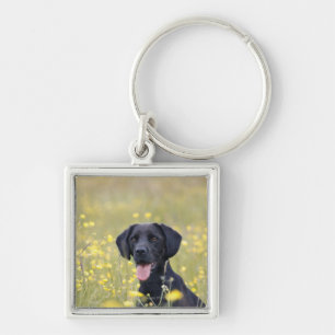 Black labrador 16 Months Key Ring