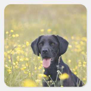 Black labrador 16 Months Square Sticker
