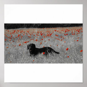Black Labrador among the poppies print